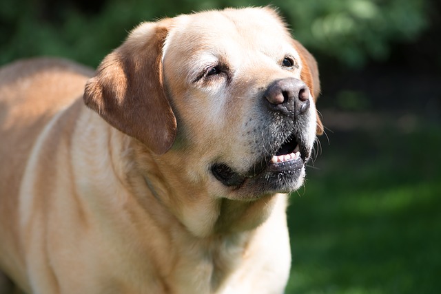 cão idoso