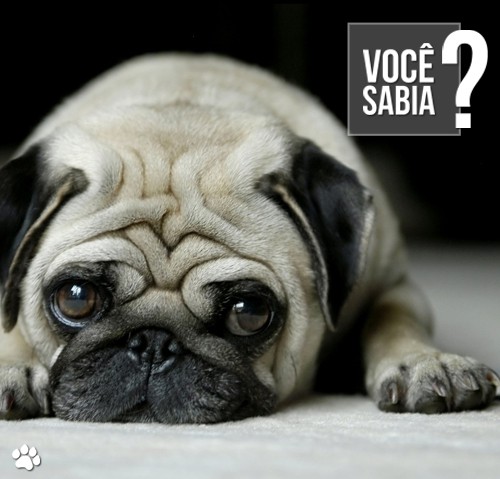 petcare3 (2)