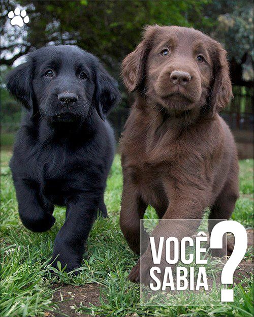 voce-sabia