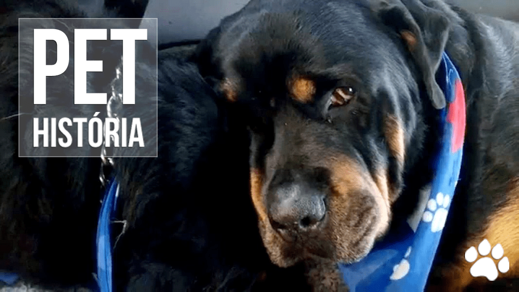 Rottweiler se recusa a se separar do irmão morto e emociona a internet