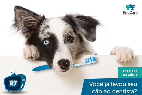 Dentista para cachorro: Saiba como é o tratamento