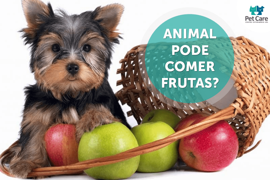 Animal pode comer frutas?