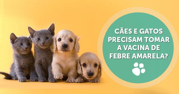 Cães e Gatos precisam tomar a vacina de Febre Amarela?