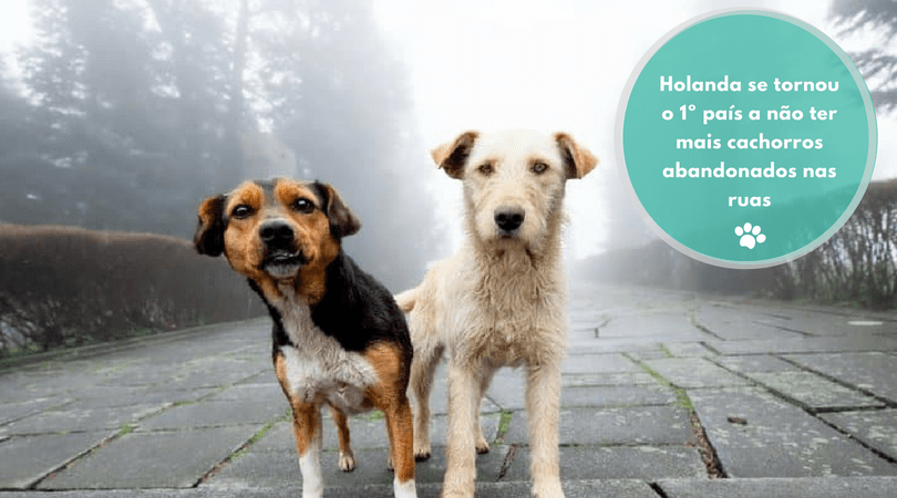 Holanda se tornou o 1º país a não ter mais cachorros abandonados nas ruas