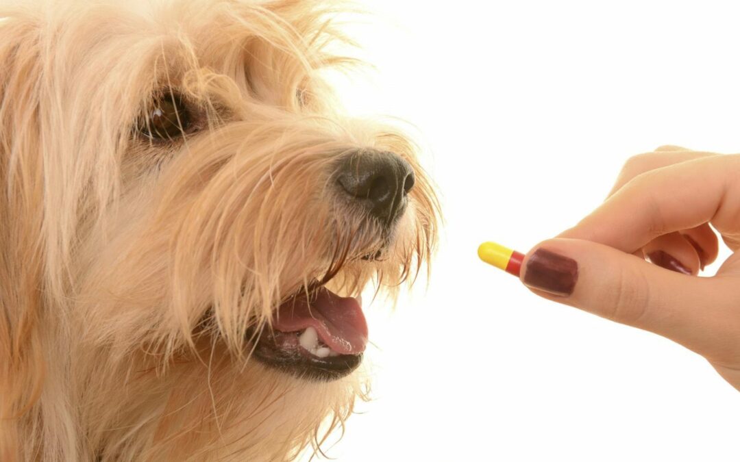 Antibióticos para cães e gatos