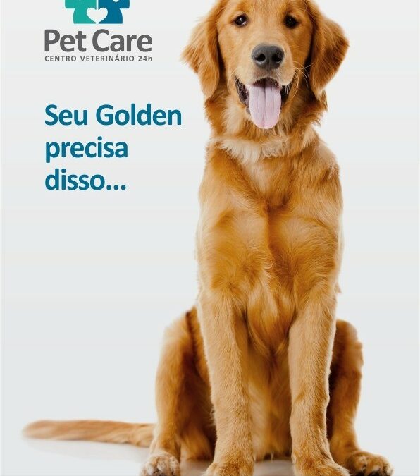 Golden Retriever: O cão mais amado do mundo!