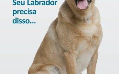 Labrador: O cão mais feliz do mundo!