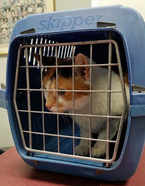 Dicas: como levar seu gato no veterinário especialista em felinos