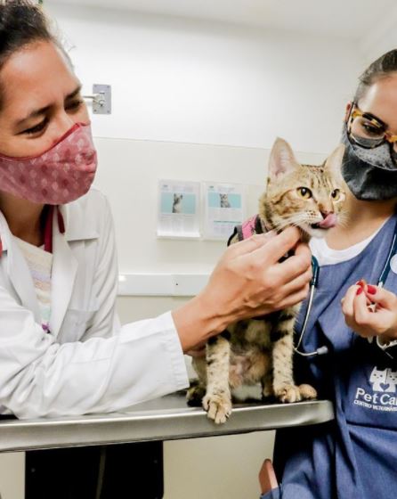 PCR para diarreia abrangente felina