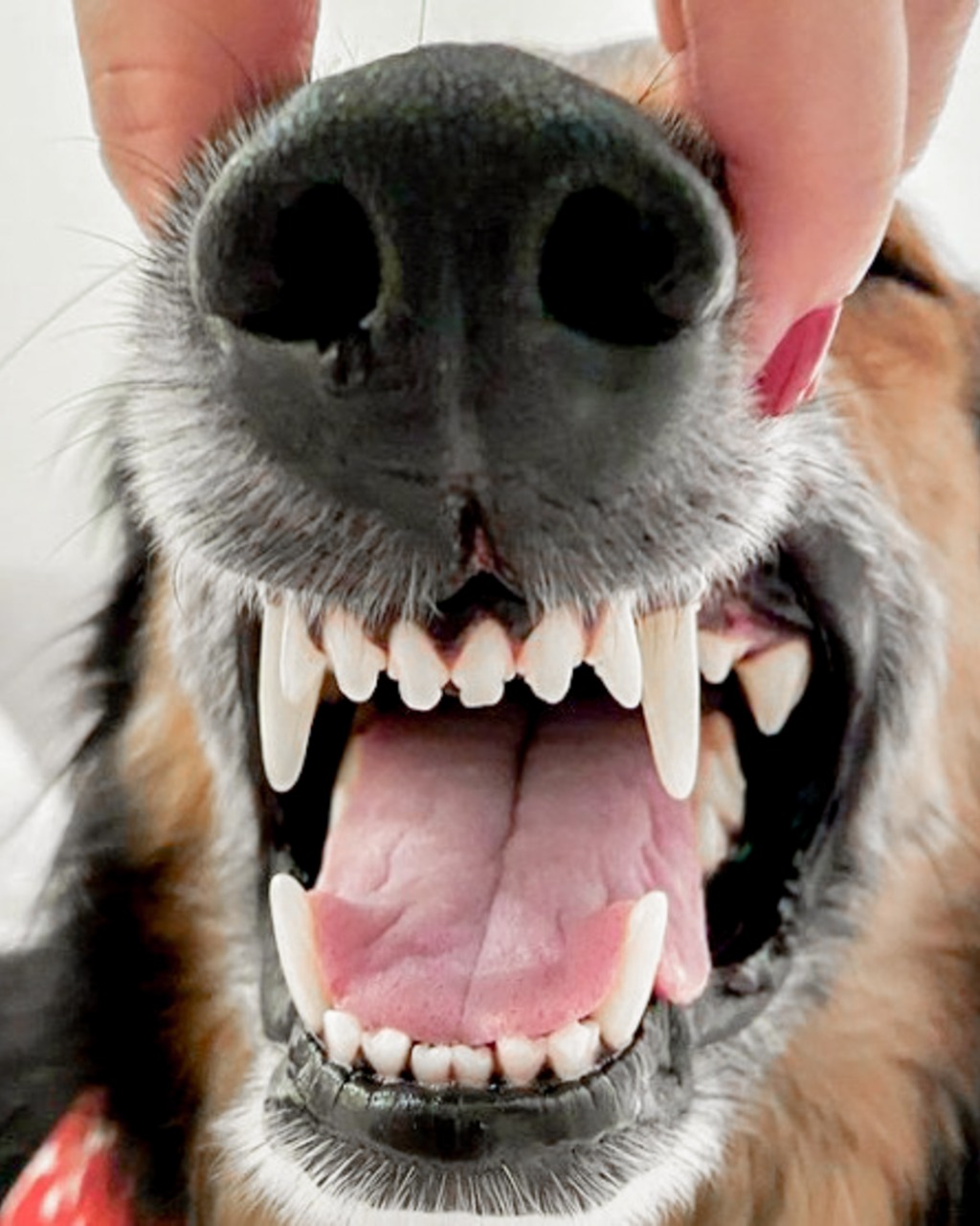 Tratamento periodontal cães