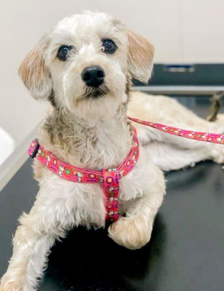 cão idoso