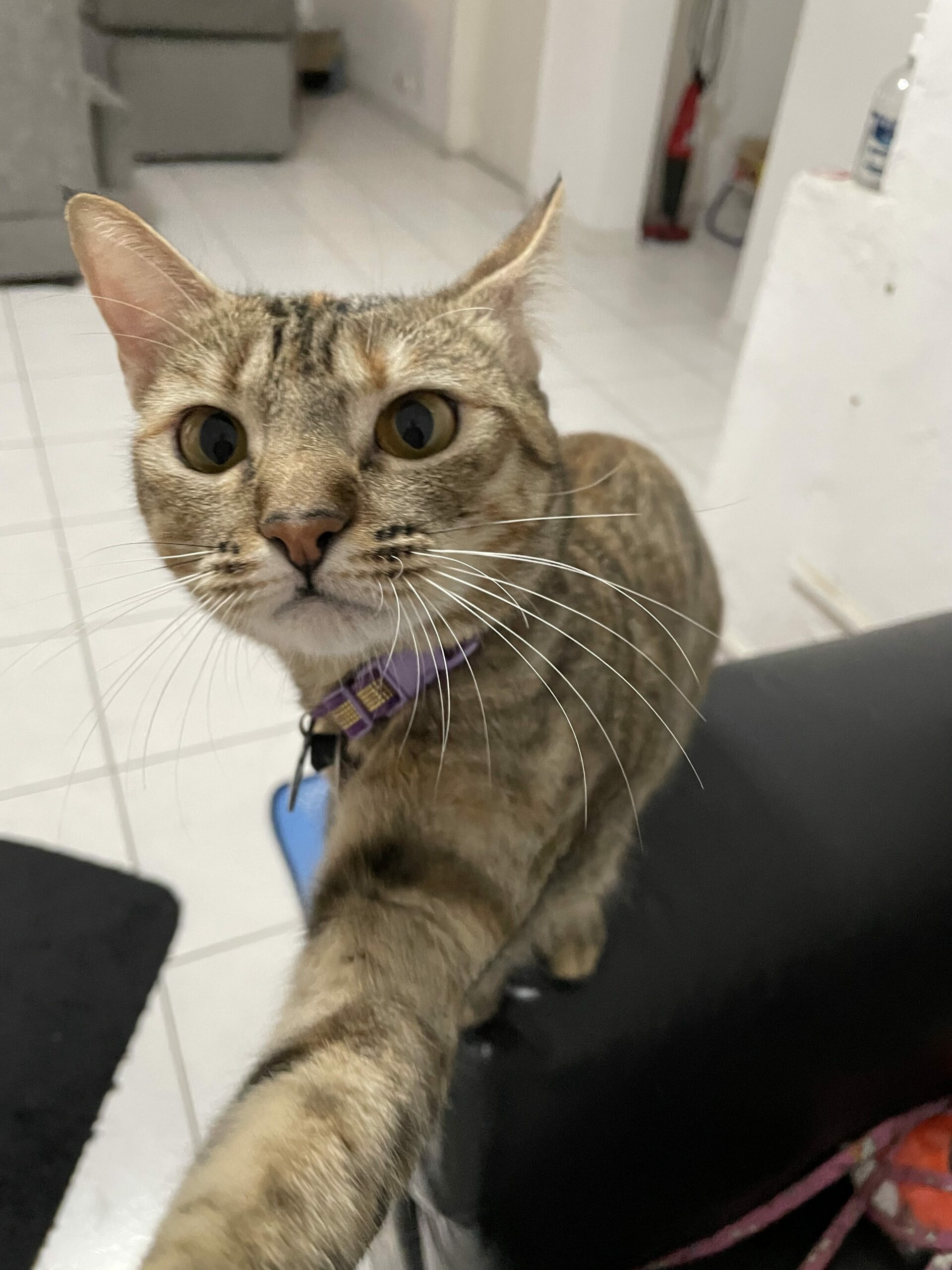 hidratação gato