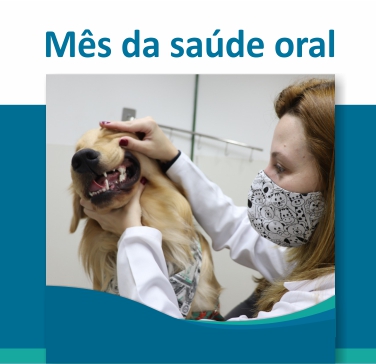 A importância do tratamento periodontal em cães e gatos